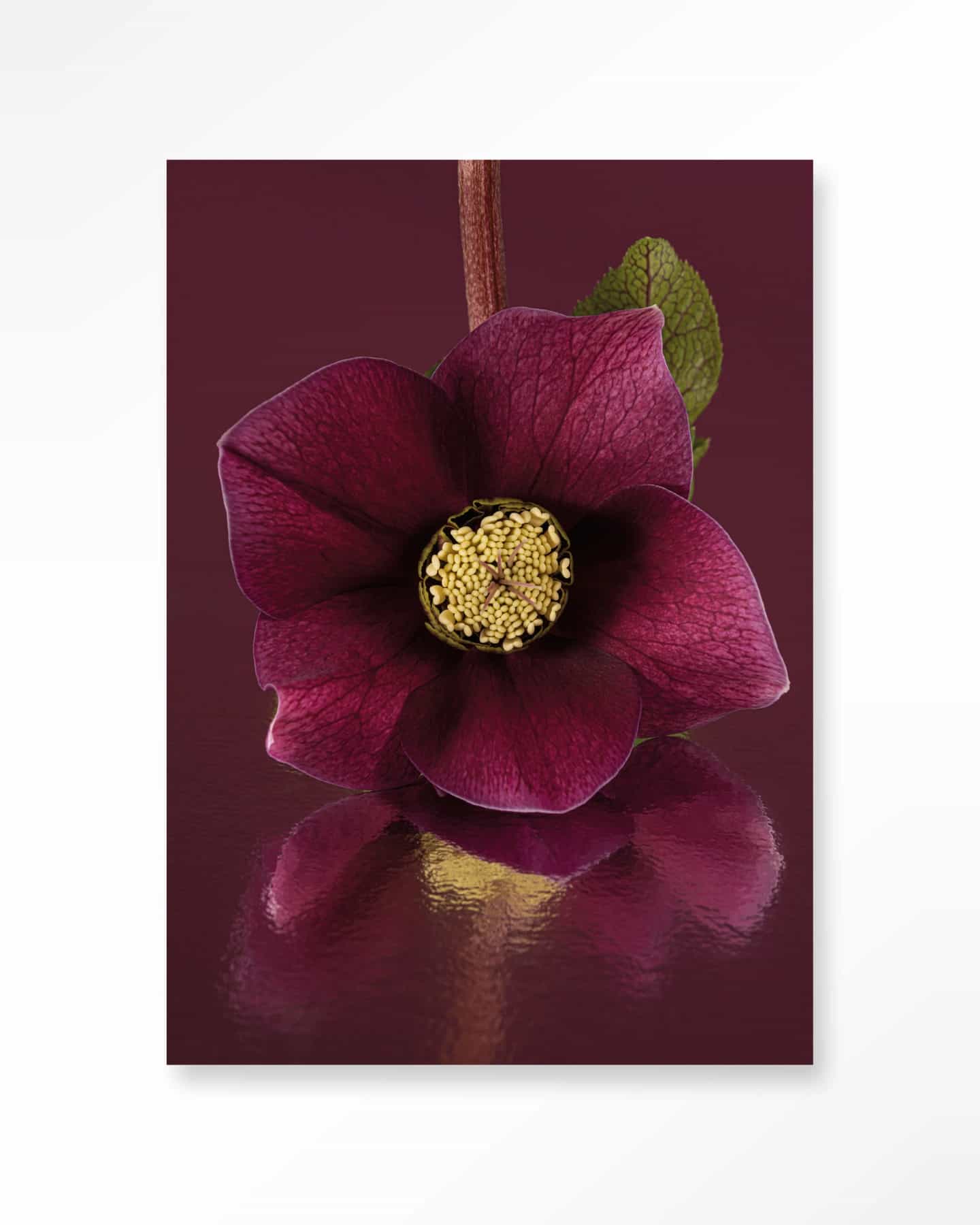 Wandkleed De Elegantie Van De Kerstroos - Urban Cotton