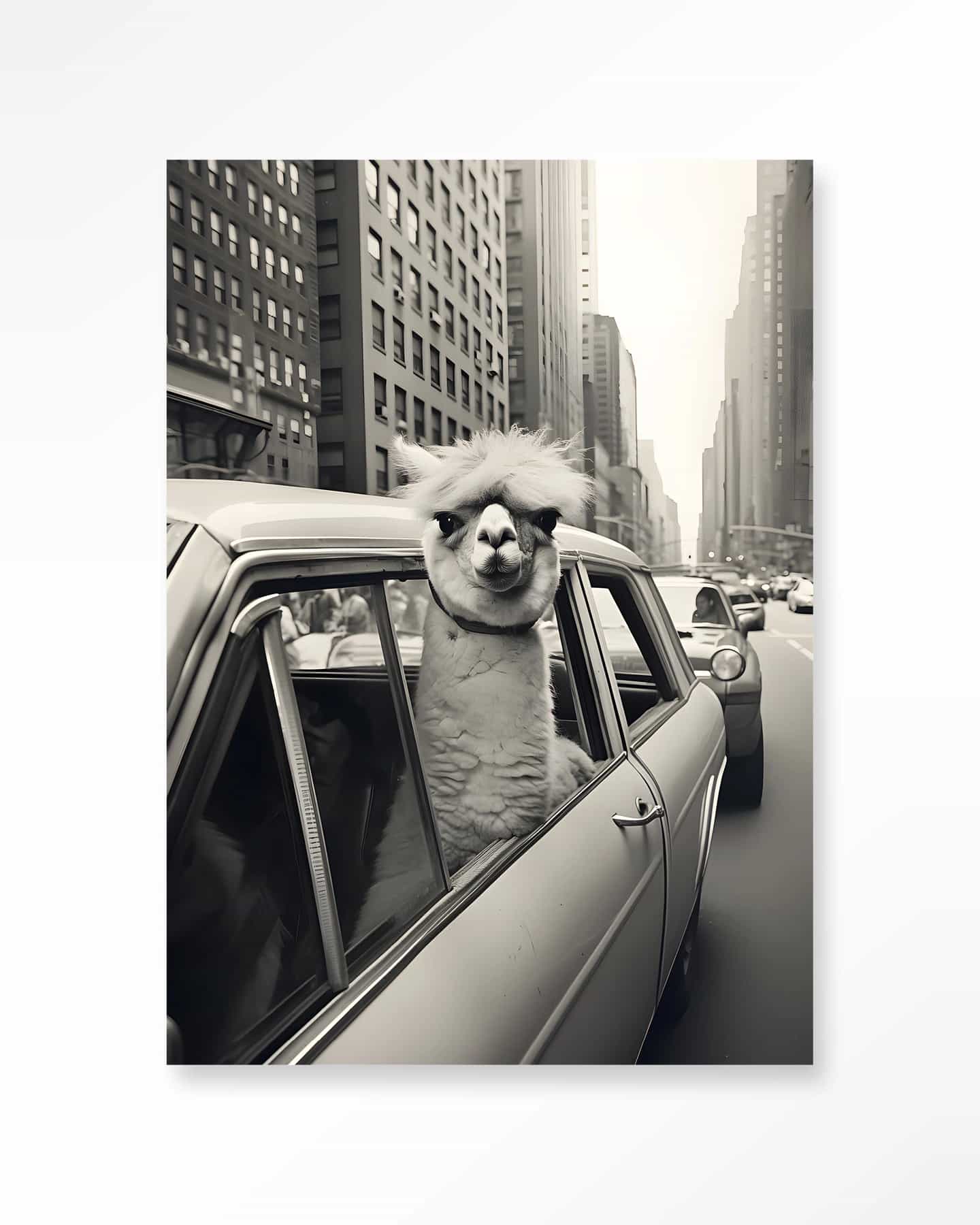 Wandkleed Alpaca In NY - Urban Cotton