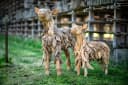 Schaap/ Lam