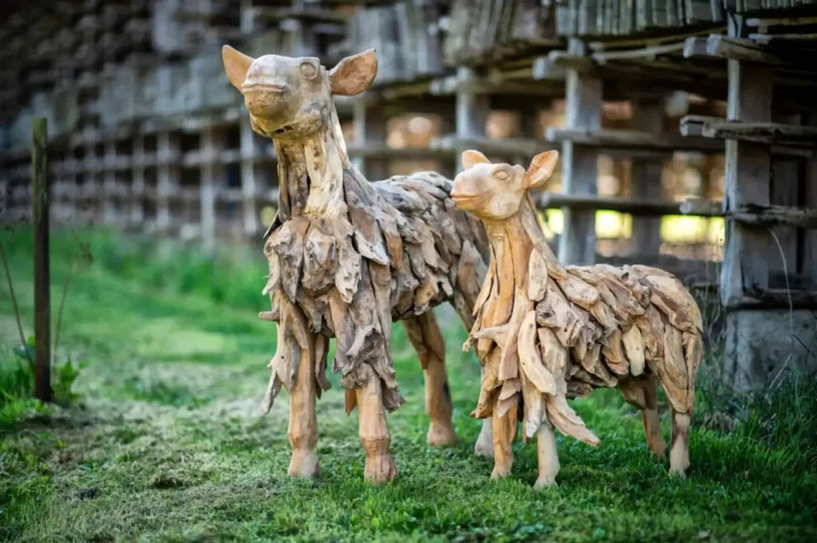 Schaap/ Lam