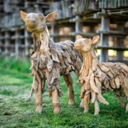 Schaap/ Lam